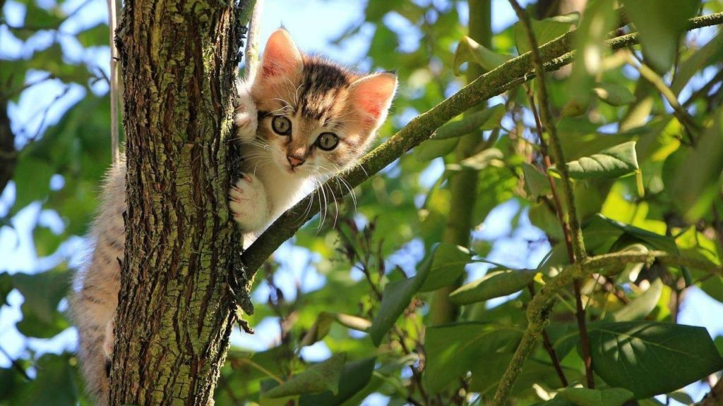 how do cats climb down tress