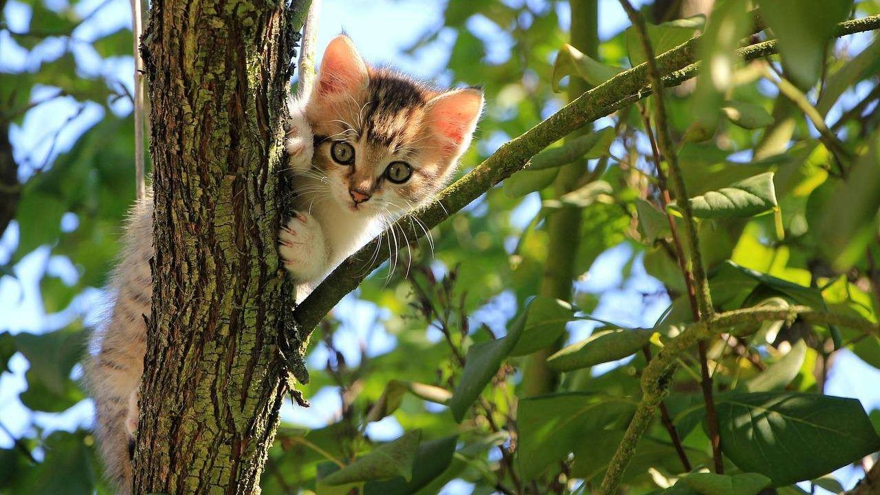 how do cats climb down tress