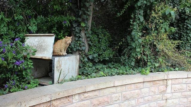 cat in cypress