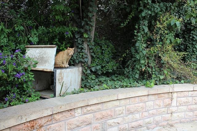 cat in cypress