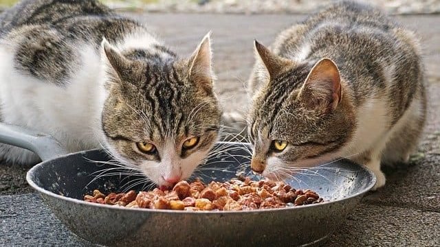 can cats eats teriyaki chicken