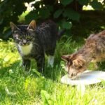 cats drinking milk