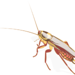 Roach