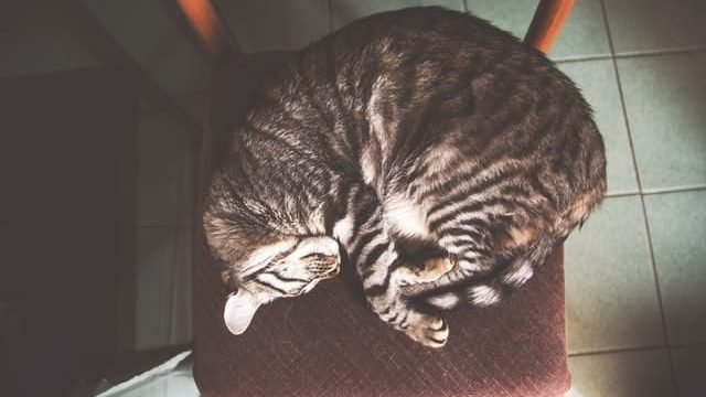 cat on chair