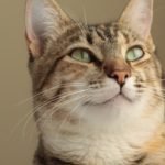 can cats have alfredo sauce?