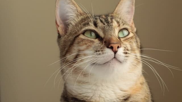can cats have alfredo sauce?