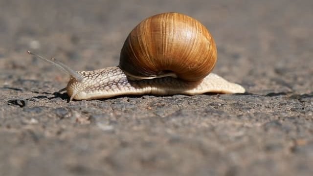 slug