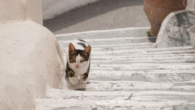 How To Keep Your Cat From Going Upstairs?