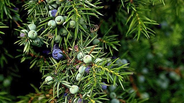 cypress tree