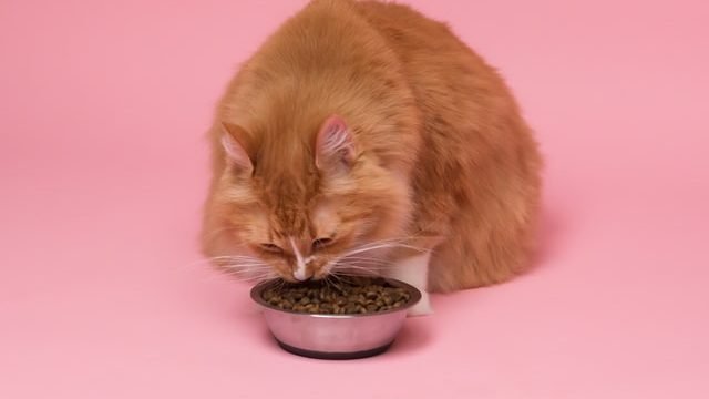 Do Cats Have A Good Sense Of Smell?