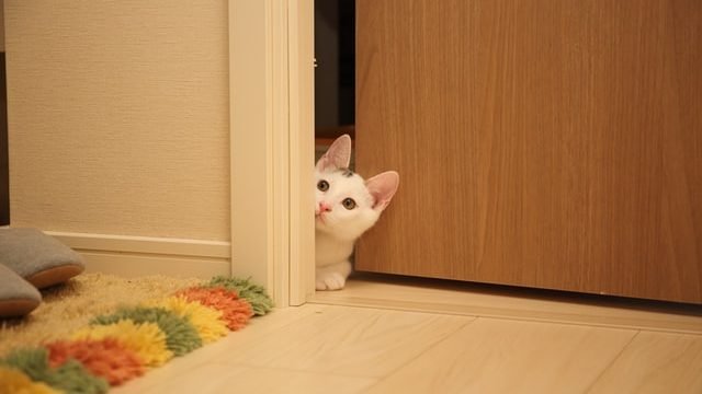 Why Does My Cat Wait For Me Outside The Bathroom?