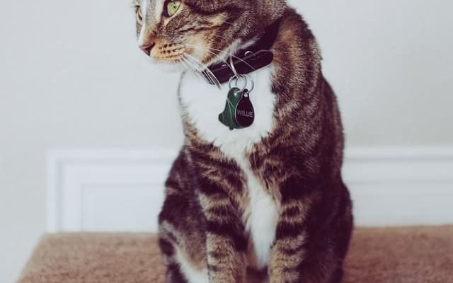 How To Keep Your Cat From Going Upstairs?