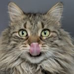 can cats have paprika
