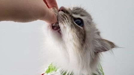 Why Do Cats Bite When Being Petted?
