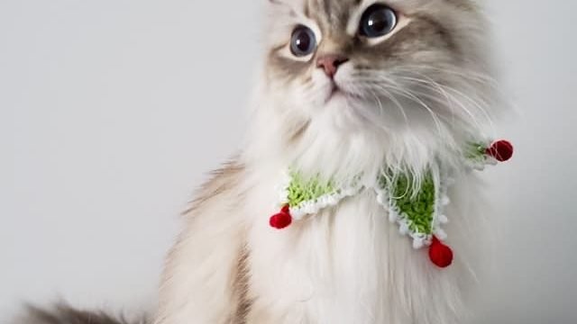 can cats have alfredo sauce?