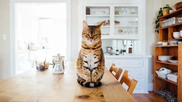 How To Keep Your Cat Off The Kitchen Counter?