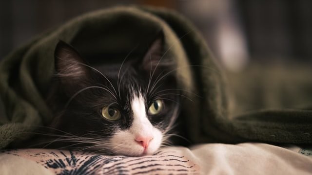 Do Cats Need A Blanket At Night?