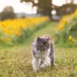 Can Cats Eat Horseradish?