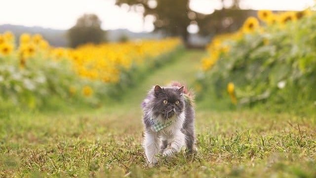 Can Cats Eat Horseradish?