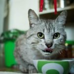 foods your cat should not eat