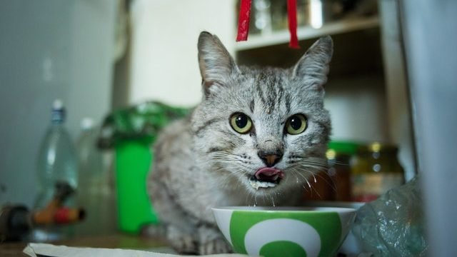 kitten eating food
