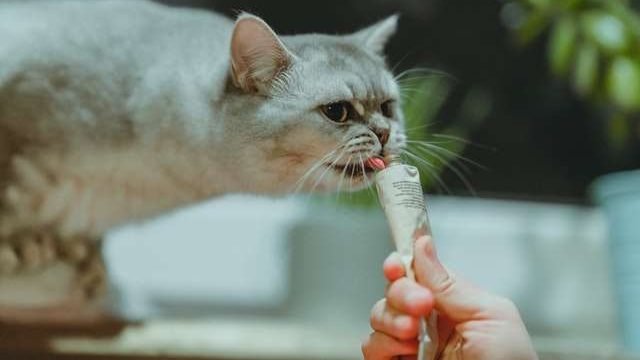 Why Do Cats Like To Throw Things On The Floor?