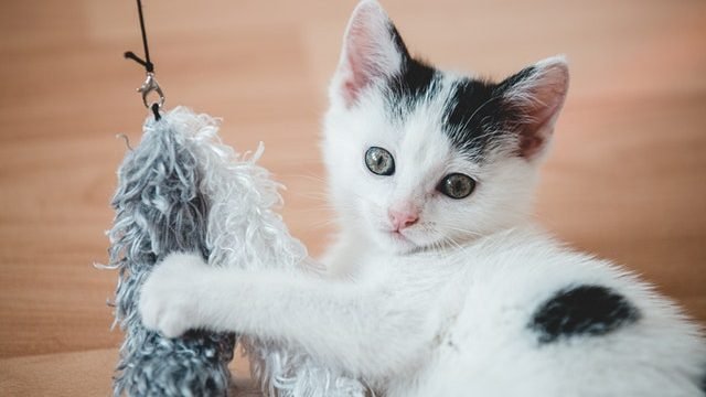 Why Do Cats Like To Throw Things On The Floor?
