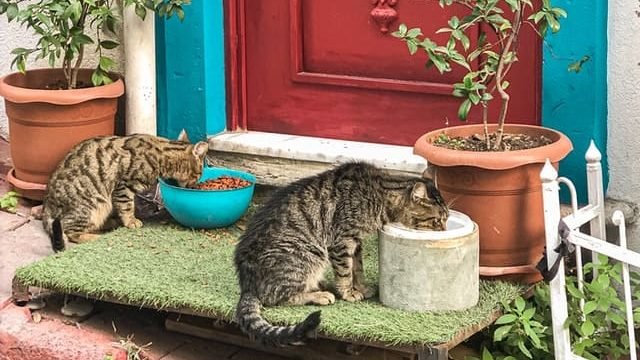 cat eating