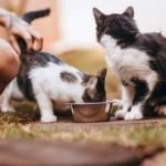 How Much Boiled Chicken To Feed Cat?