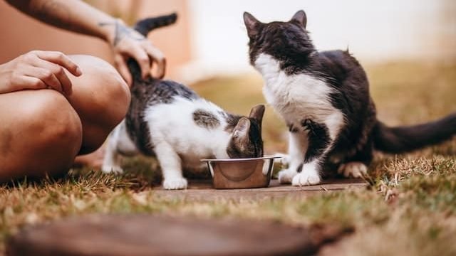 How Much Boiled Chicken To Feed Cat?