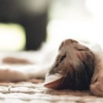cat tired