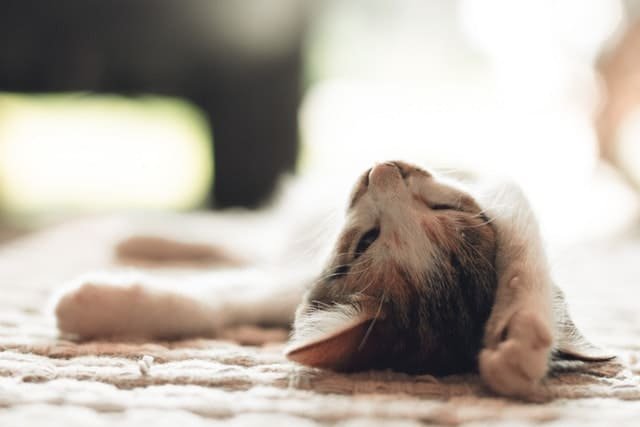 cat tired