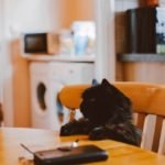 Can cats eat cornish hens