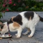 cat eating