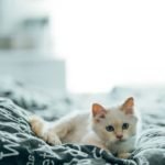 Can 6 Week Old Kittens Eat Tuna?