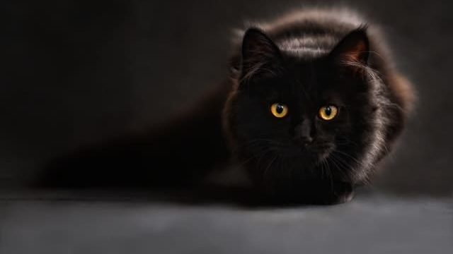 is advion safe for cats?