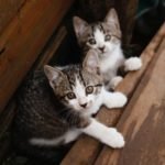 can cats eat Liverwurst