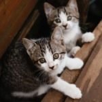 two cute kittens