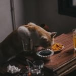 How To Keep Slugs Out Of Cat Food?