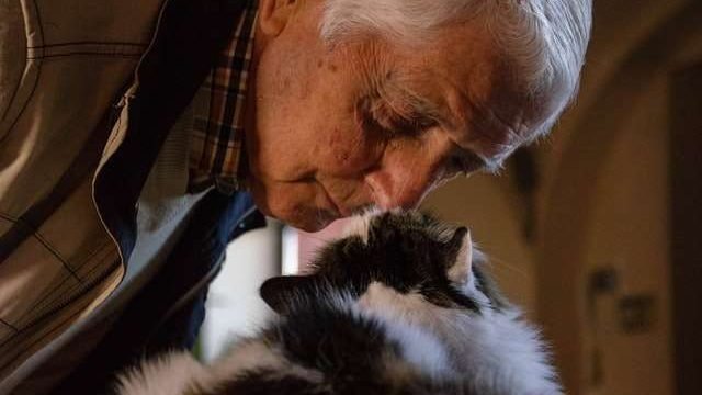 Does Cats Have Good Memory?