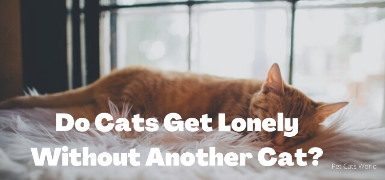 Do Cats Get Lonely Without Another Cat?