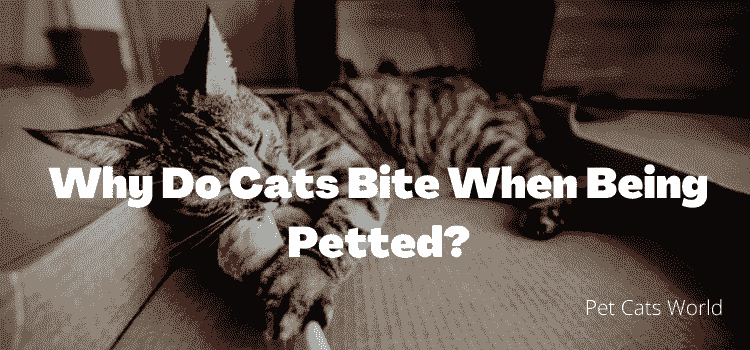 Why does the Cat Bite Me While Playing?