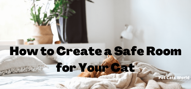 How To Create A Safe Room For Your Cat?