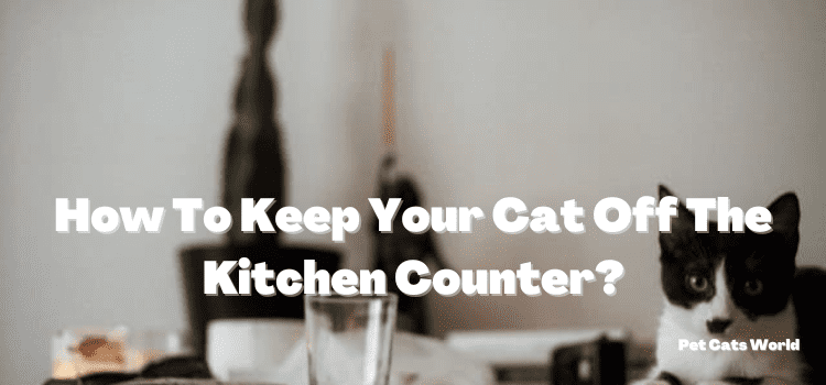 How To Keep Your Cat Off The Kitchen Counter?