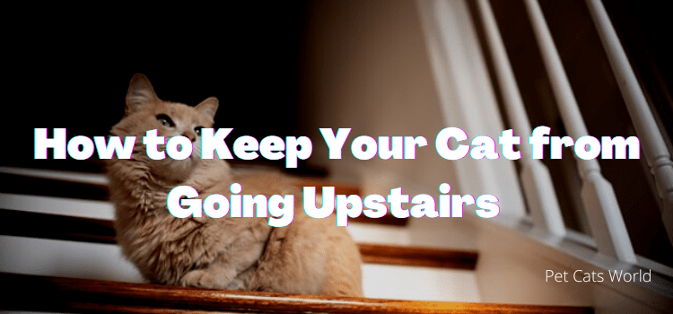 how to keep your cat from going upstairs