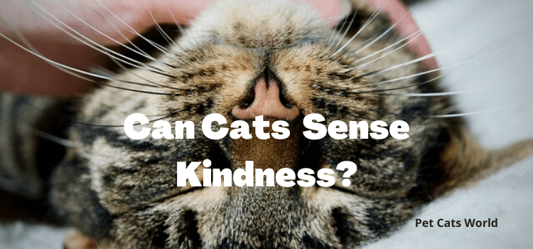can cats sense kindness