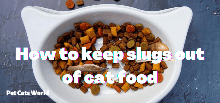 How To Keep Slugs Out of Cat Food?