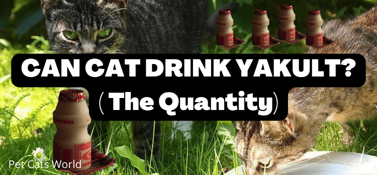 CAN CAT DRINK YAKULT?