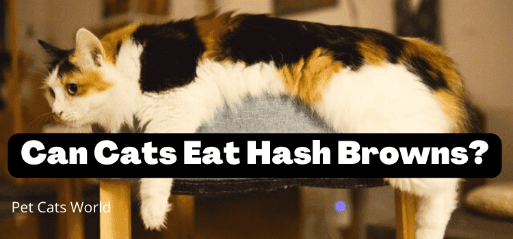 can cats eat hash browns