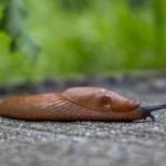 garden snail